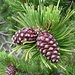 Macrosporofilli (fiori femminili) del Pinus mugo.