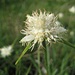 Monte-Baldo-Segge (Carex baldensis) - hauptsächlich in den südlichen Kalkalpen verbreitet