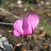 Europäisches Alpenveilchen (Cyclamen purpurascens)