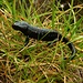 Alpensalamander (Salamandra atra).