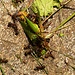 Das grosse Fressen - Ameisen tun sich gütlich an einer zertrampten Grille