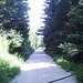 Strada forestale - Inizio