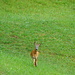Bambi?