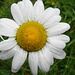 Frisch gewaschene Blüte