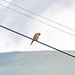 Turmfalke [Falco tinnunculus] auf Kabel-Hochsitz.