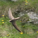 Have you ever tried to take a picture of a flying <s>swallow</s> swift (thanks [u kopfsalat])? Well, it’s almost impossible because their flight is very uneven with lots of sudden turns.