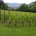 in Reih und Glied stehen die Maienfelder Weinstöcke