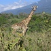 Giraffe am Bergfuß