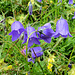 Glockenblume