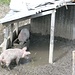 glückliche Alpschweine bei der Bergstation