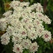 Gemeine Schafgarbe
„Achillea millefolium“

Blütezeit: Juni – Oktober
Grösse: 20 – 120cm
Standort: Nährstoffreiche Böden, Wiesen, Wege, Äcker, Halbtrockenrasen
Vorkommen: Ganz Europa, westlicher Himalaja, Sibirien, Nordamerika, Südaustralien, Neuseeland

Besonderes:
Als Gewürz verwendbar
