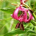 Türkenbund / Türkenbund-Lilile
„Lilium martagon“

Blütezeit: Juni – August
Grösse: 30 – 150cm
Standort: Lichte Bergwälder, feuchte Wiesen, kalkliebend bis 2600m
Vorkommen: Grosse Teilen Europas und Asiens

Besonderes:
Geschützte Pflanze
