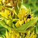 Gelber Enzian
„Gentiana lutea“

Blütezeit: Juni – August
Grösse: 50 – 150cm
Standort: Weiden, Block und Karflure, kalkliebend, Tallagen bis in Höhen von 2500m
Vorkommen: Alpen und andere Gebirge Mittel- und Südeuropasm

Besonderes:
Heilpflanze, geschützte Pfalnze
