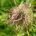 Alpenanemone
„Pulsatilla alpina“

Blütezeit: Mai – Juli
Grösse: 5 – 50cm
Standort: Rasen, Alpwiesen, steinige Orte, kalkhaltige Böden liebend
Vorkommen: Mittel-, Süderopa, 1300 – 2700m

Besonderes:
geschützt
