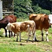 mucca, vitello e torello a corte di fondo