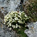 Gross Muttenhornflora ( Mannsschild Steinbrech )