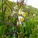 Heide-Wachtelweizen ( Melampyrum pratense )