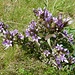 Feldenziane