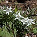Tra le rocchette del Resegone, .......  Stelle Alpine, Edelweiss, Leontopodium Alpinum, comunque la si chiami resta la REGINA dei fiori Alpini!!!
