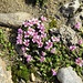 Gegenblättriger Steinbrech (Saxifraga oppositifolia)