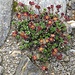 Zweiblütiger Steinbrech  (Saxifraga biflora)