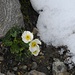 Alpen-Hahnenfuss  (Ranunculus alpestris)
