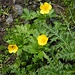 Berghahnenfuss (Ranunculus montanus)