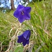 intensiv dunkelblau (bis violett), die (Scheuchzerschen) Glockenblumen ...