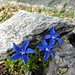 leuchtende, blaue Farbtupfer des Frühlings-Enzians