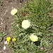 1175 gelbe Blumen 