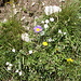 1182 violette, weisse, gelbe Blumen 