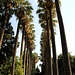 <b>La nostra passeggiata prosegue ai Giardini nazionali, fra un magnifico doppio filare di gigantesche palme californiane (Washingtonia filifera), accompagnati da un concerto a 100 decibel di migliaia di cicale</b>.