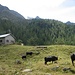 A la Giettaz, les vaches d'Hérens