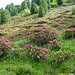 Die Alpenrosenblüte ist im vollen Gange - einfach herrlich