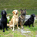 Darum Familienausflug: Shadow, Finnley, Billy und xxxx