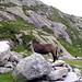 Cavalli selvatici al pascolo.....