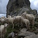 Le ‘’amiche’’ trovate su, al bivacco Manzi, che non ci hanno mollato fino al Passo Torrone.
In più mi hanno rubato la machina fotografica!!!!!!!!!!! 
