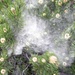 Pollenstaub der Latschen