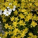 <b>Sassifraga autunnale (Saxifraga aizoides); i petali, di color giallo-citrino, sono punteggiati di arancione.
Il fiore bianco è la Peverina dei ghiaioni (Cerastium uniflorum)</b>.