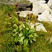 Alpe di Solögna - Purpur-Enzian