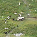 Schafe auf dem Mutschensattel