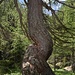 albero magico, lo si nota dalla inconsueta crescita a spirale