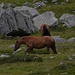 wild horses...<br />http://www.youtube.com/watch?v=OWIVi_Oa4as<br />