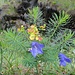 der Alpenblumen-Garten bietet uns unzählige "Augenweiden"