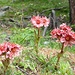 Alpenblumen-Garten Jungu 2