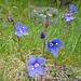 Alpenblumen-Garten 3; Felsen-Ehrenpreis