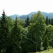 herrlicher Mischwald, Blick Richtung Hengst (links) und Napf