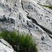 Le calcaire près de la hütte