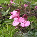 Con un po' di fantasia questi fiori potrebbero apparire come dei fenicotteri rosa (con una vistosa bavaglina anch'essa rosa)