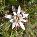<b>Edelweiss.<br />Il vero fiore è al centro ed è costituito di alcuni capolini, in questo esemplare 6. Le parti bianche sono foglie cauline. L'intensa peluria sulle foglie sia cauline che basali serve a limitare la traspirazione.</b>